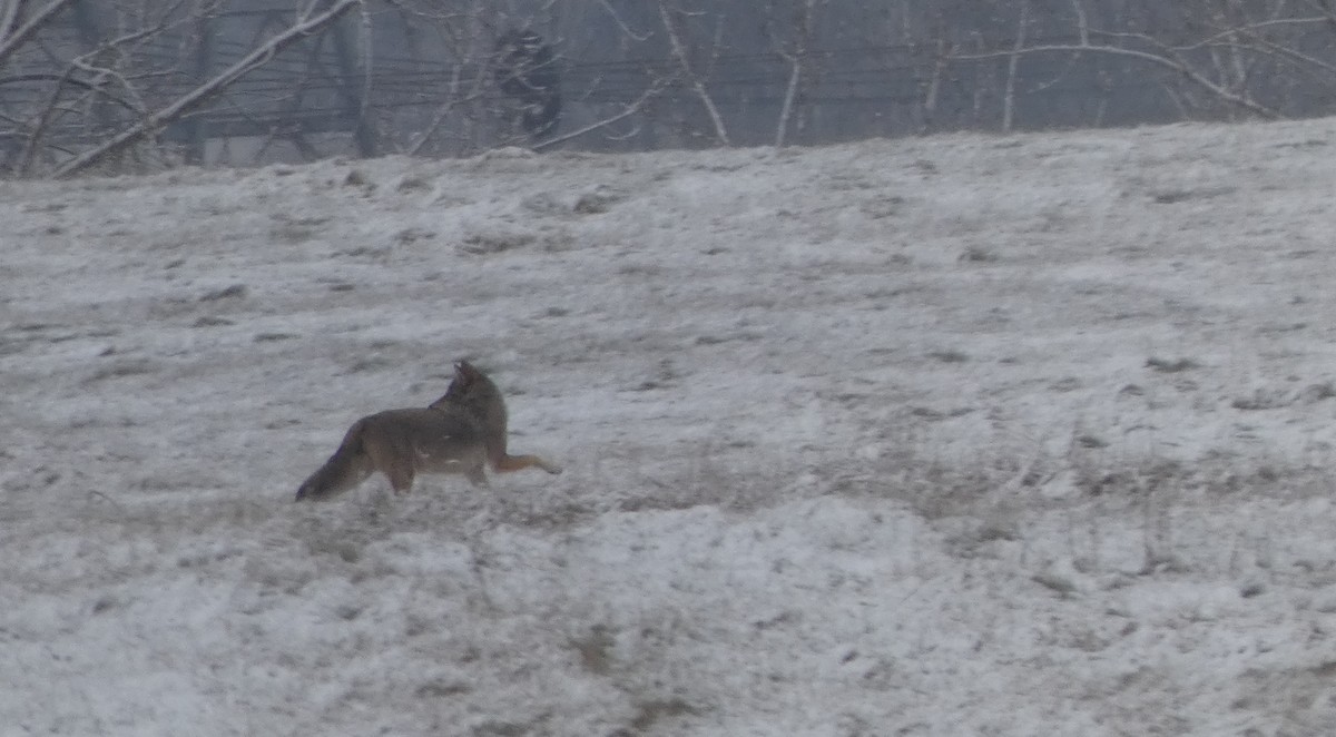 Hayvanlar - ML646934546