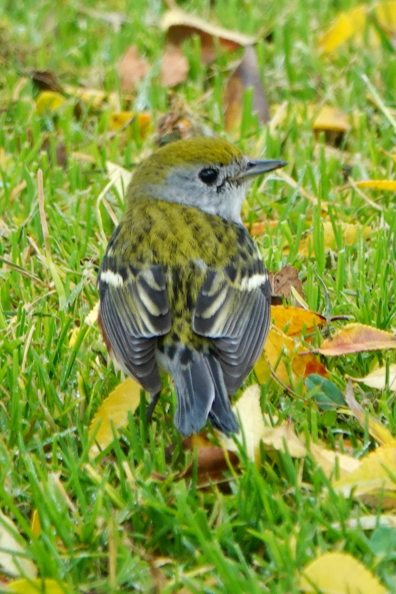 Paruline à flancs marron - ML646934551