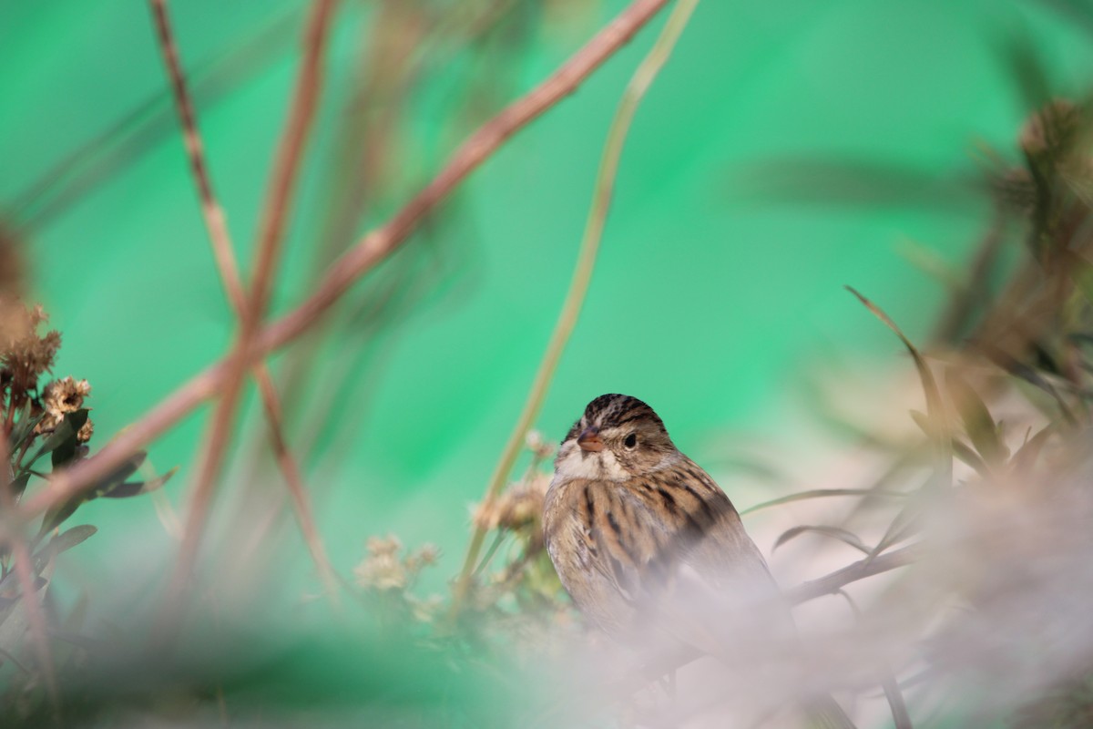 Clay-colored Sparrow - ML646934553