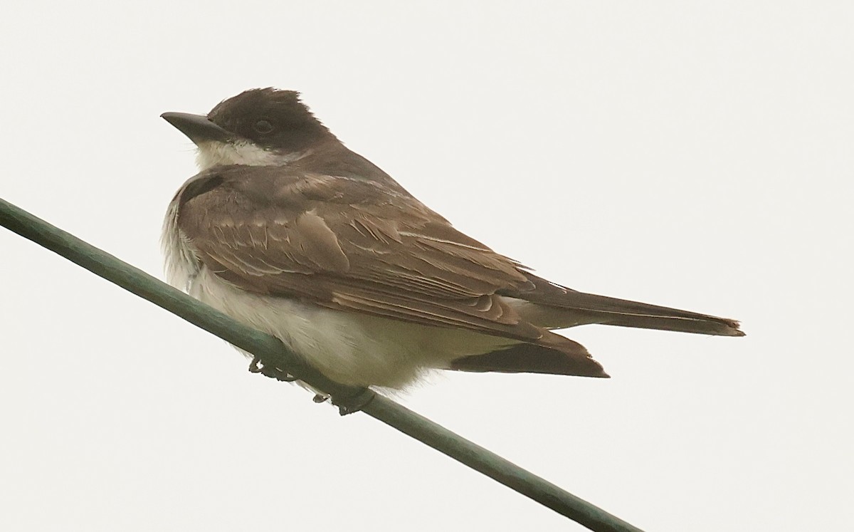 טירן מזרחי - ML646934554