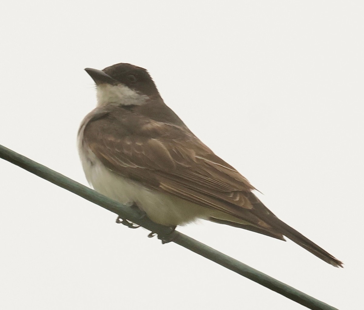 טירן מזרחי - ML646934555