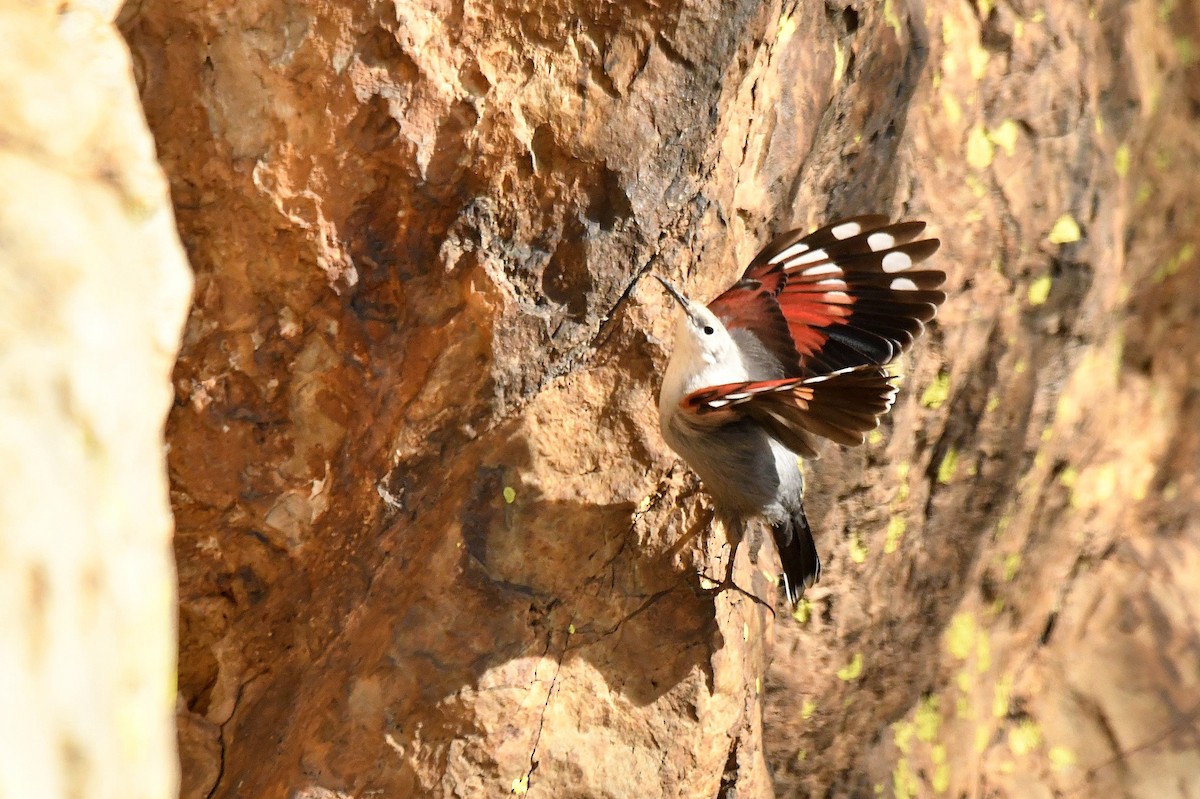 Wallcreeper - ML646934557