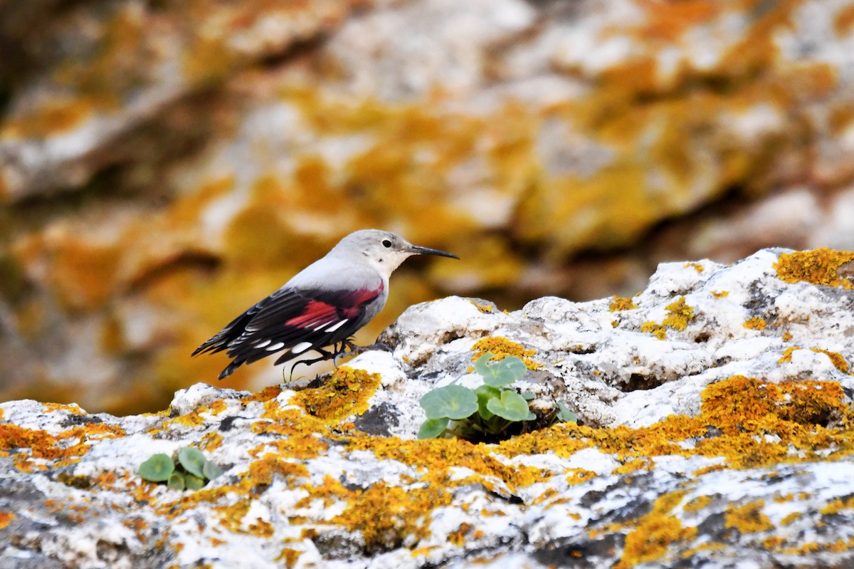Wallcreeper - ML646934558