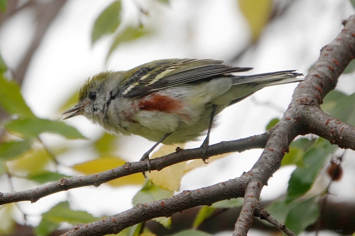 Paruline à flancs marron - ML646934565