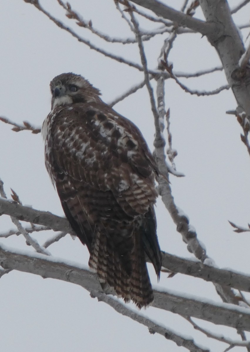 Kızıl Kuyruklu Şahin - ML646934566