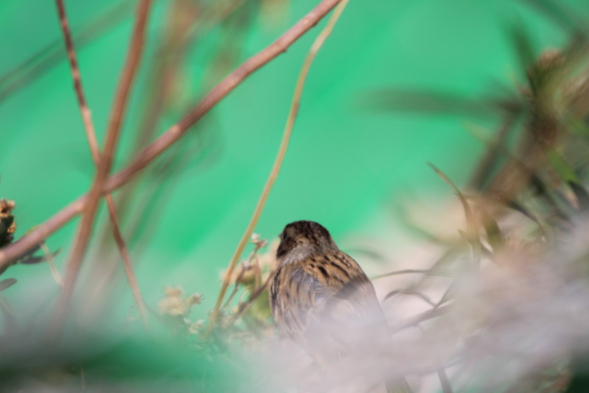 Clay-colored Sparrow - ML646934570
