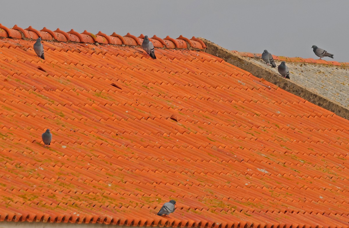 Rock Pigeon (Feral Pigeon) - ML646934583