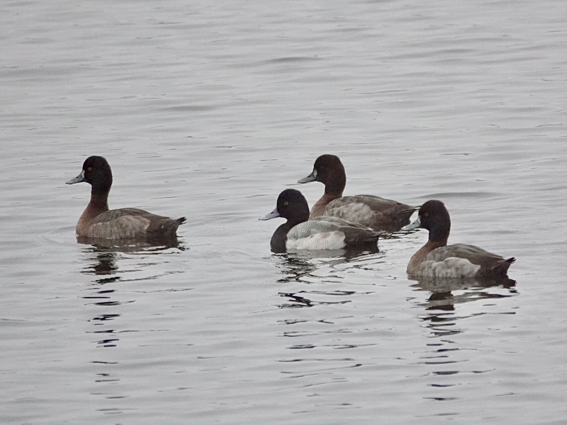 Kanadabergente - ML646934584