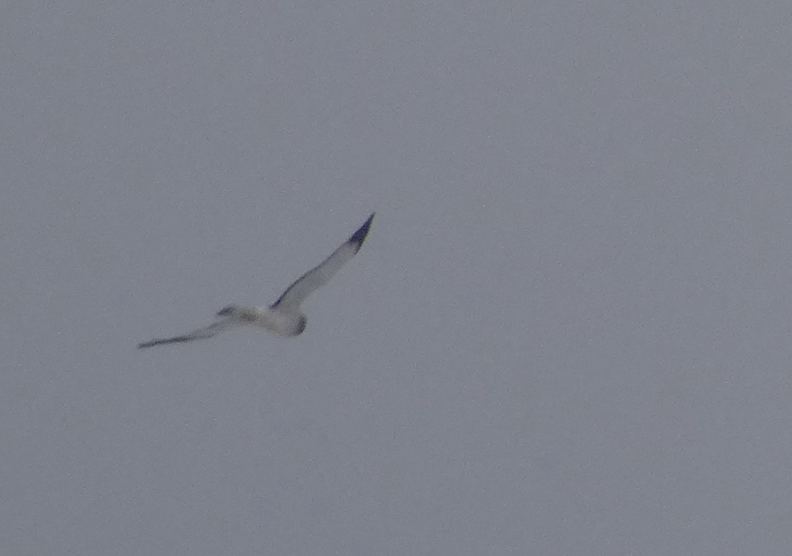 Amerika Delicesi - ML646934585