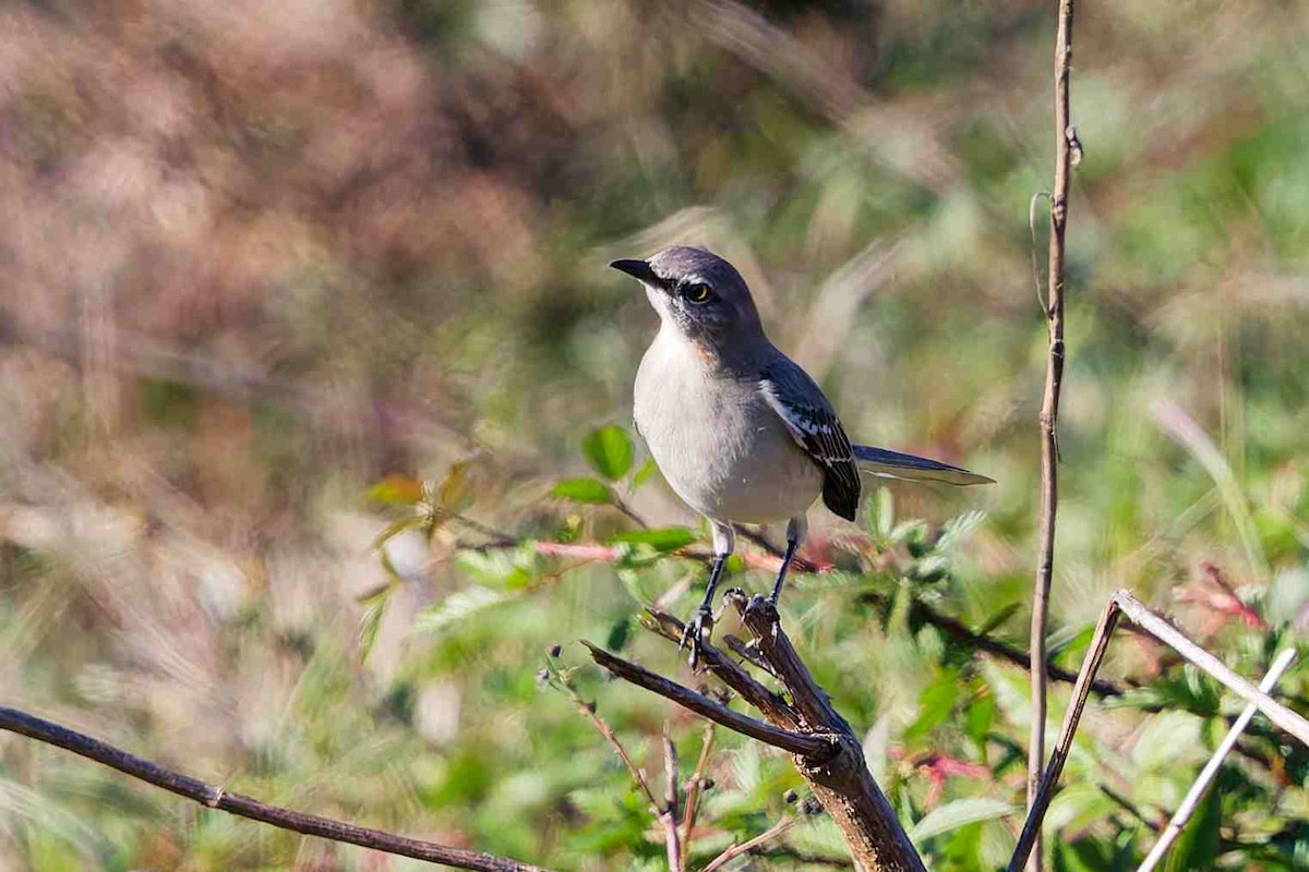 Northern Mockingbird - ML646934586