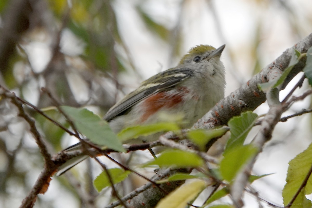 Paruline à flancs marron - ML646934591