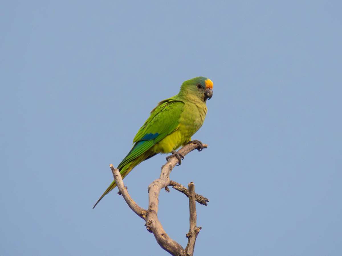 Peach-fronted Parakeet - ML646934592