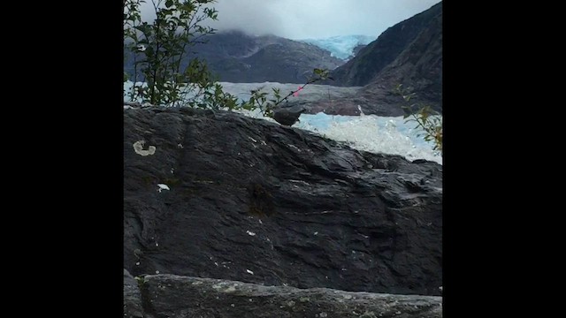 Пронурок сірий - ML646934598