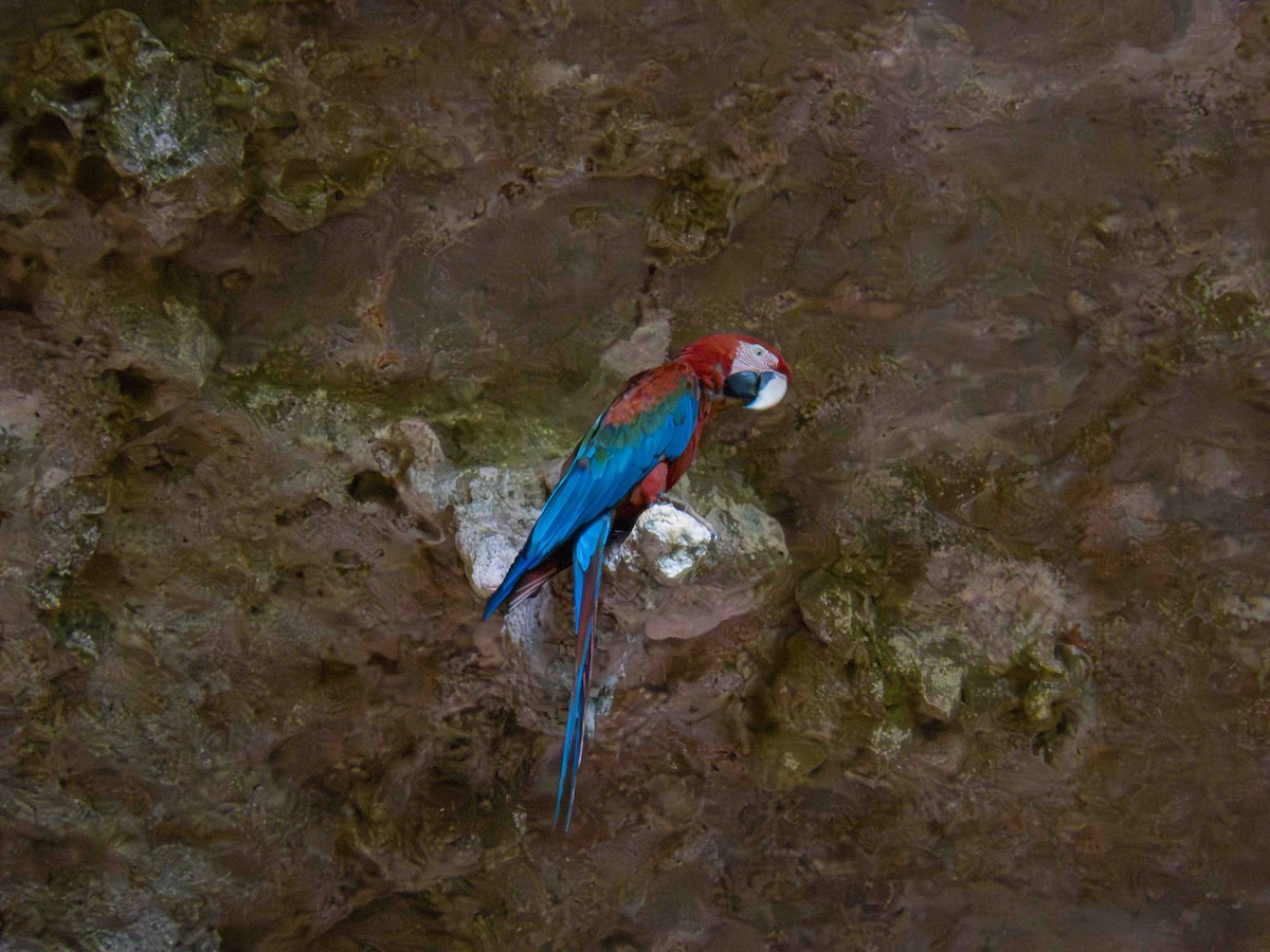 Red-and-green Macaw - ML646934603