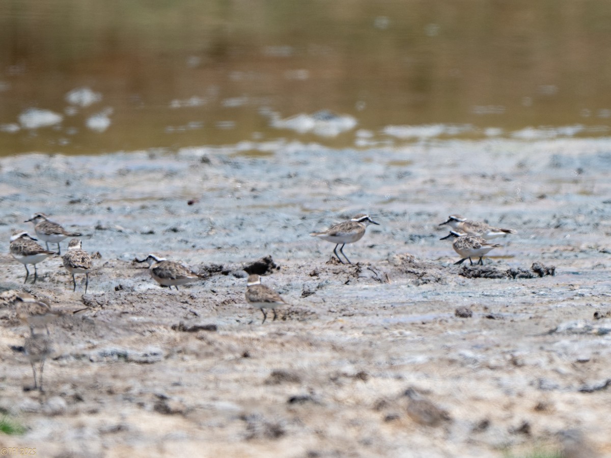 Kittlitz's Plover - ML646934606