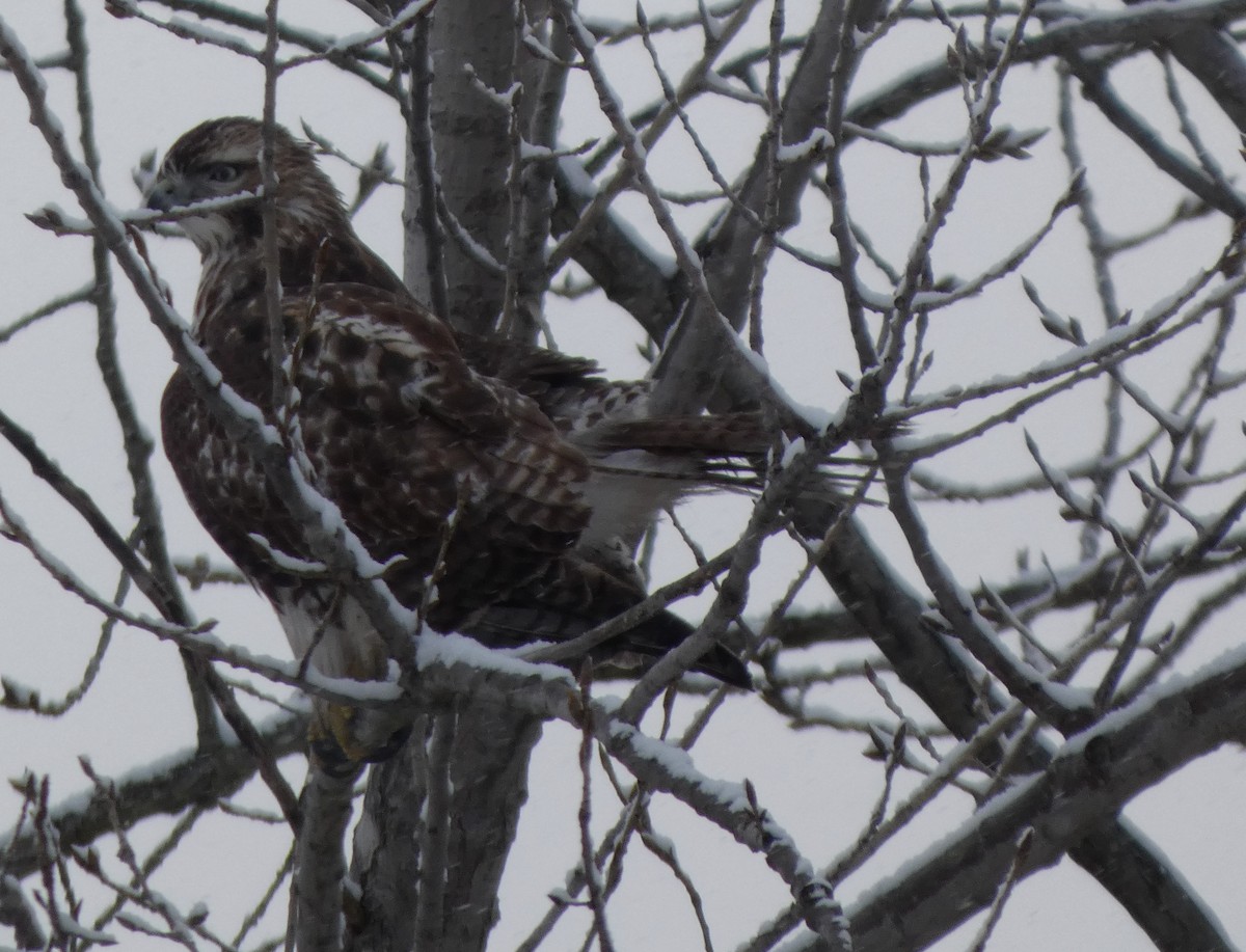 Kızıl Kuyruklu Şahin - ML646934607