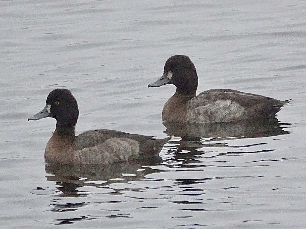 Kanadabergente - ML646934609