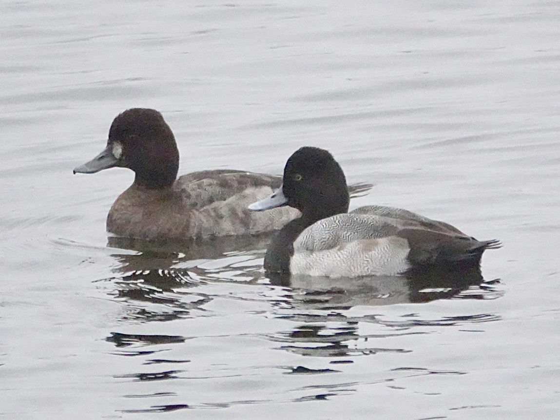 Kanadabergente - ML646934610