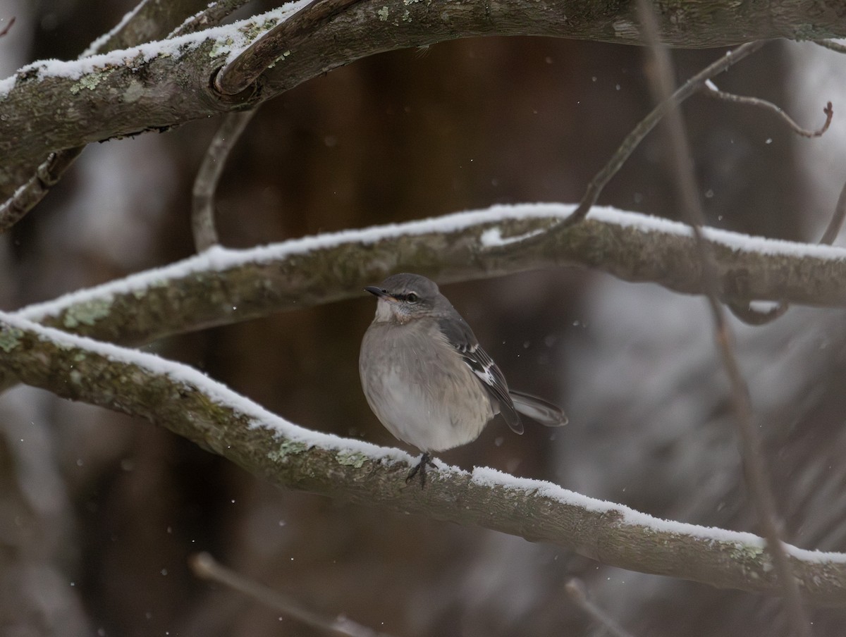 drozdec mnohohlasý - ML646934612