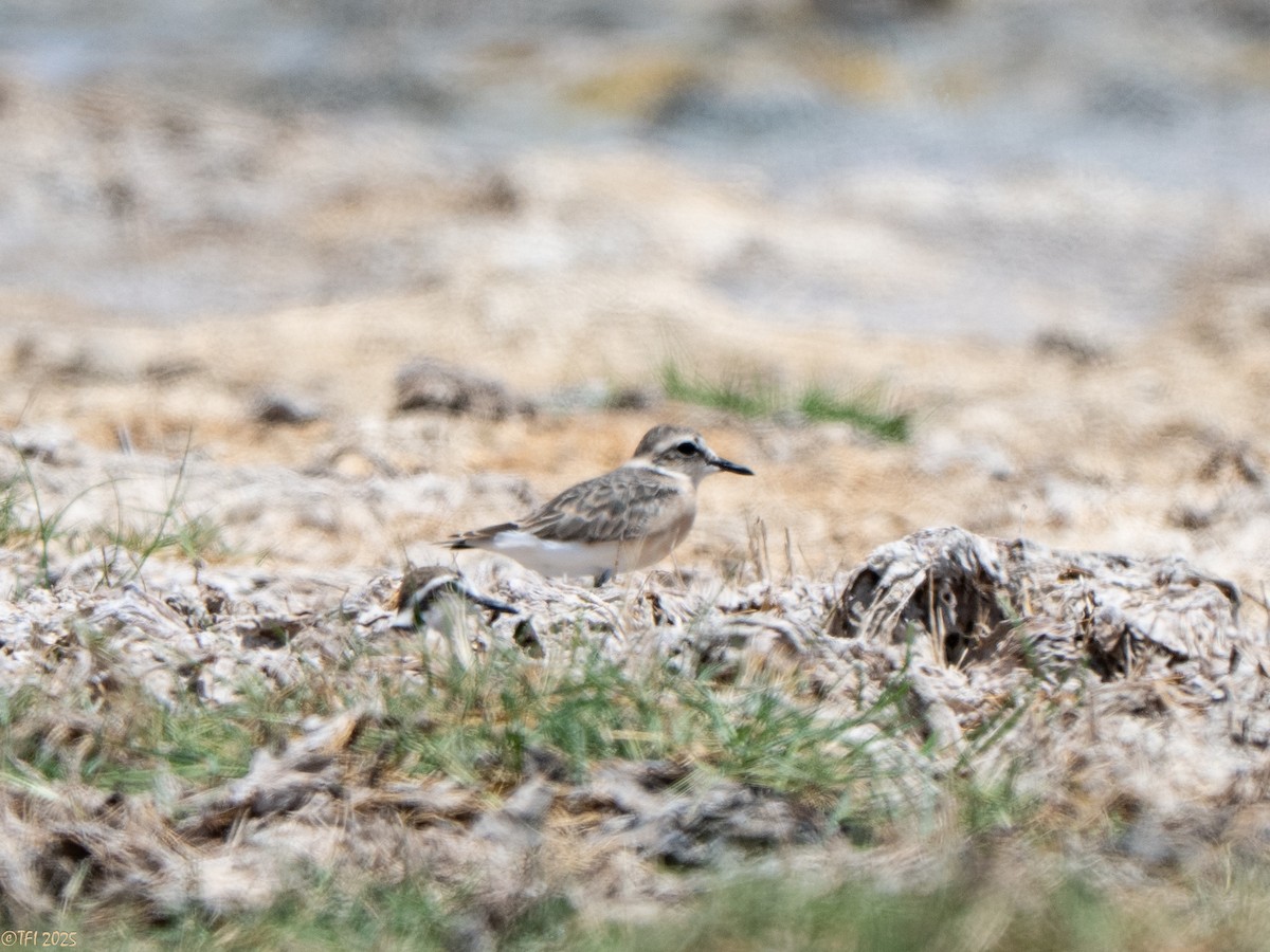 Kittlitz's Plover - ML646934613