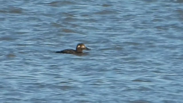 Velvet Scoter - ML646934620