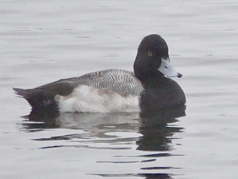 Kanadabergente - ML646934624