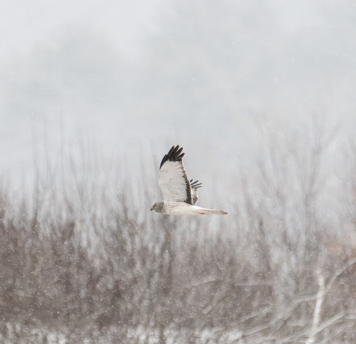 moták severoamerický - ML646934625