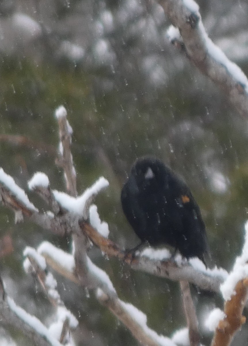 Al Kanatlı Karatavuk - ML646934630