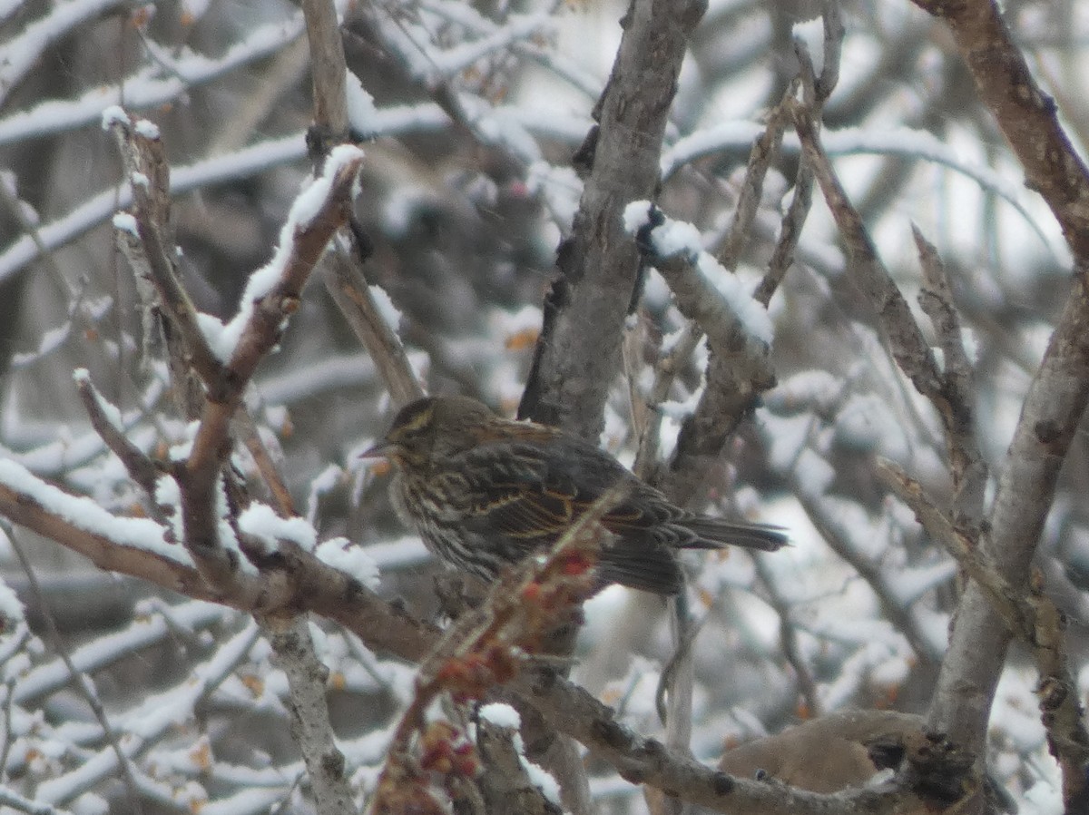 Al Kanatlı Karatavuk - ML646934633