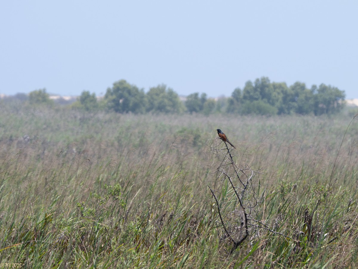 Malagasy Coucal - ML646934635