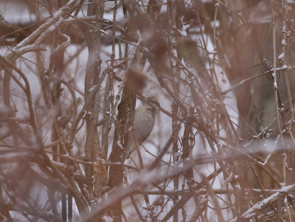 strakapoud americký - ML646934636