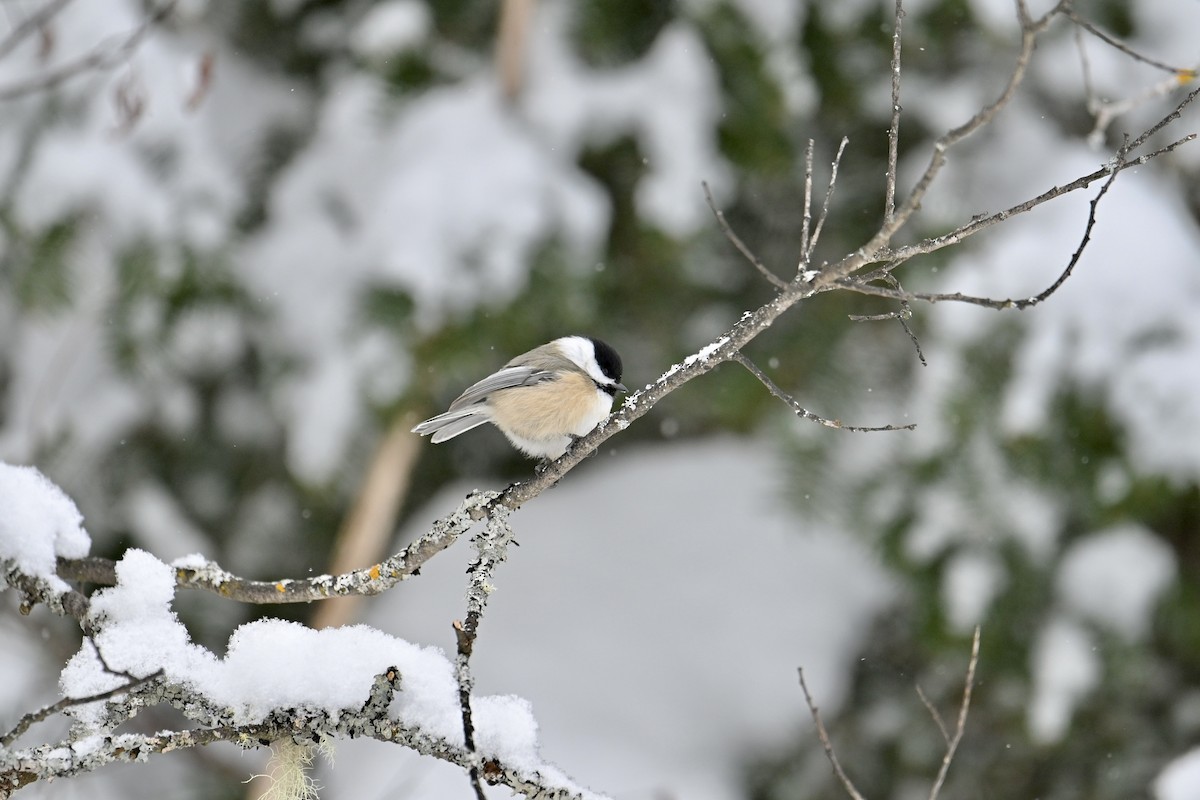 Carbonero Cabecinegro - ML646934637