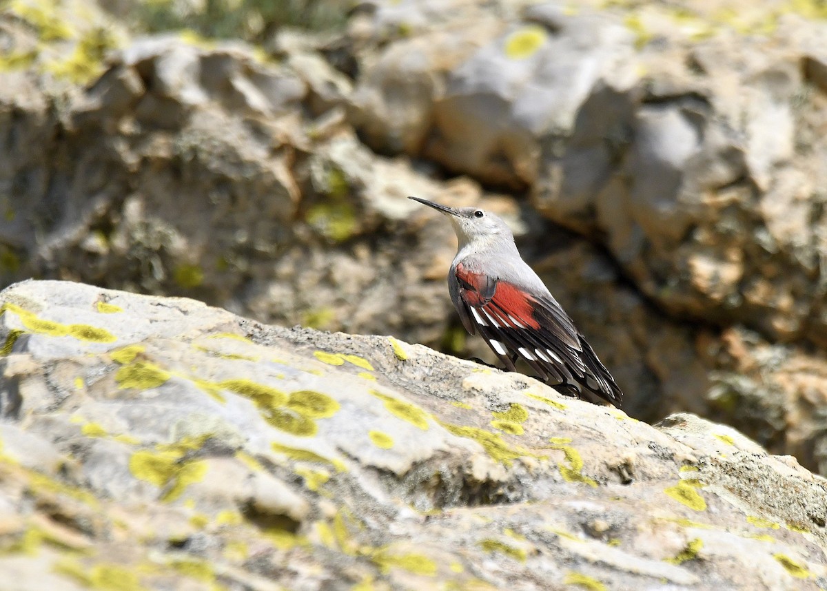 Wallcreeper - ML646934638