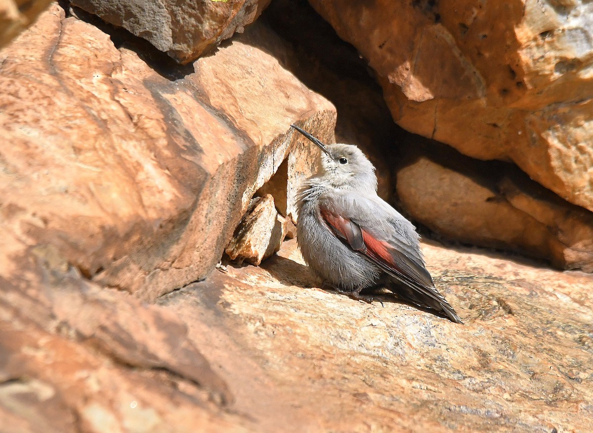 Wallcreeper - ML646934639