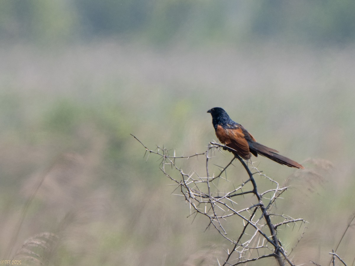 Malagasy Coucal - ML646934640