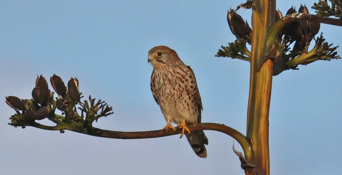 Eurasian Kestrel - ML646934641