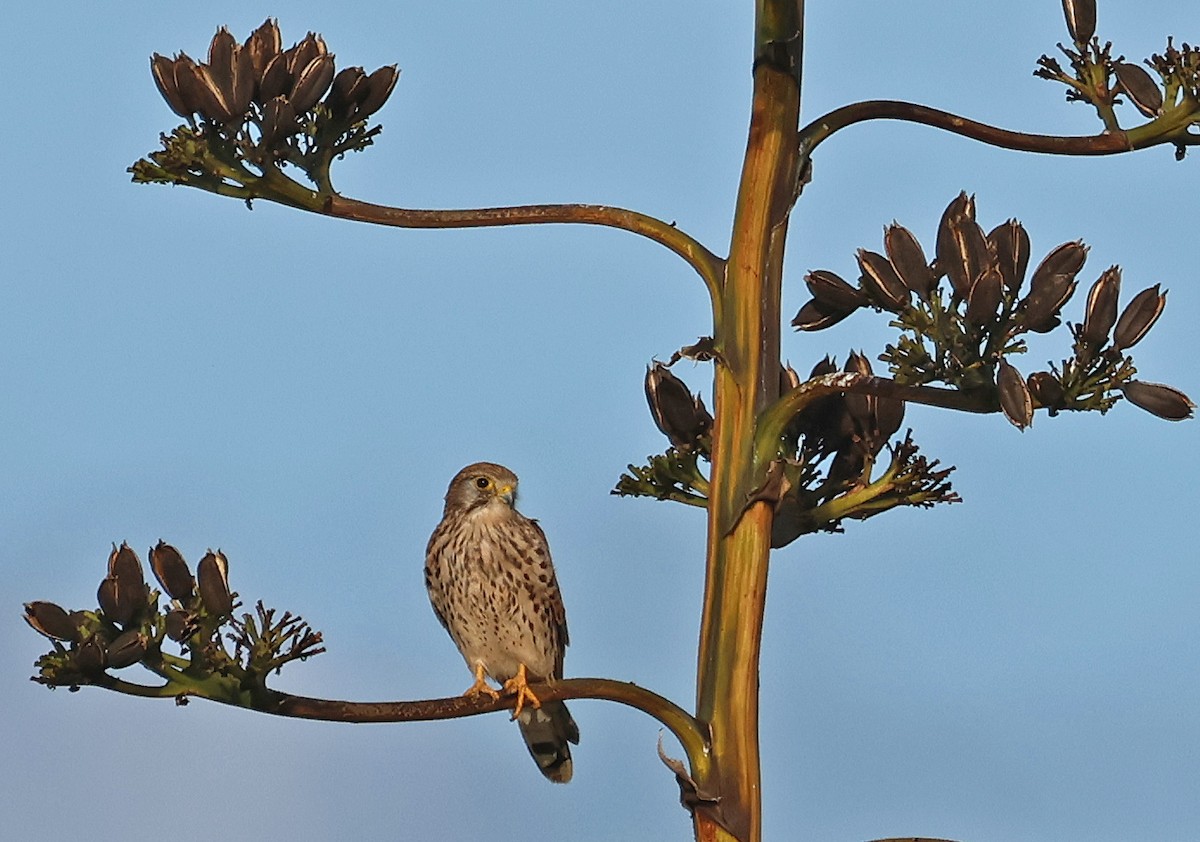 Eurasian Kestrel - ML646934642