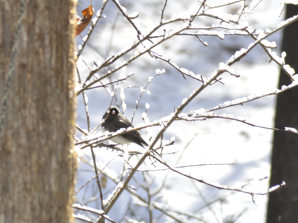 Dark-eyed Junco - ML646934648