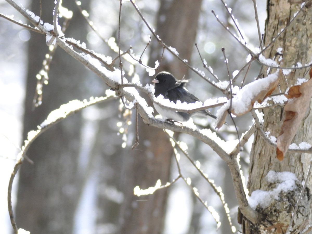 Dark-eyed Junco - ML646934649
