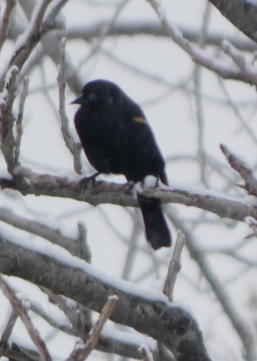 Red-winged Blackbird - ML646934652