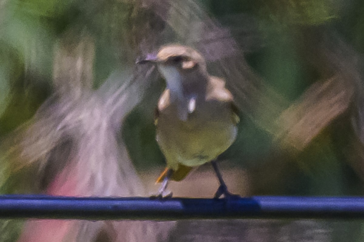 Rufous Hornero - ML646934655