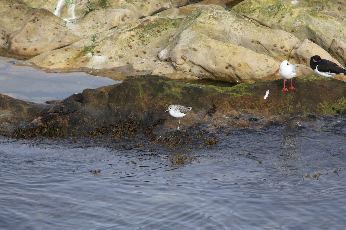 Common Greenshank - ML646934656