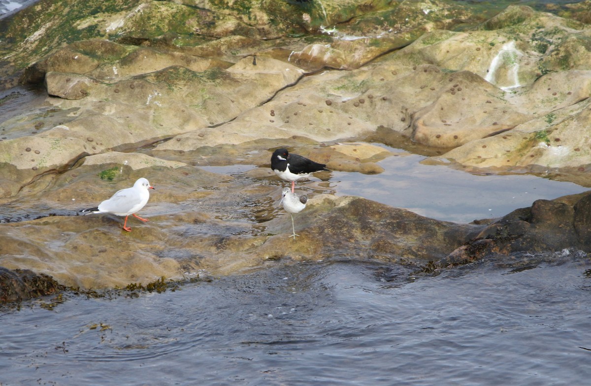 Common Greenshank - ML646934657