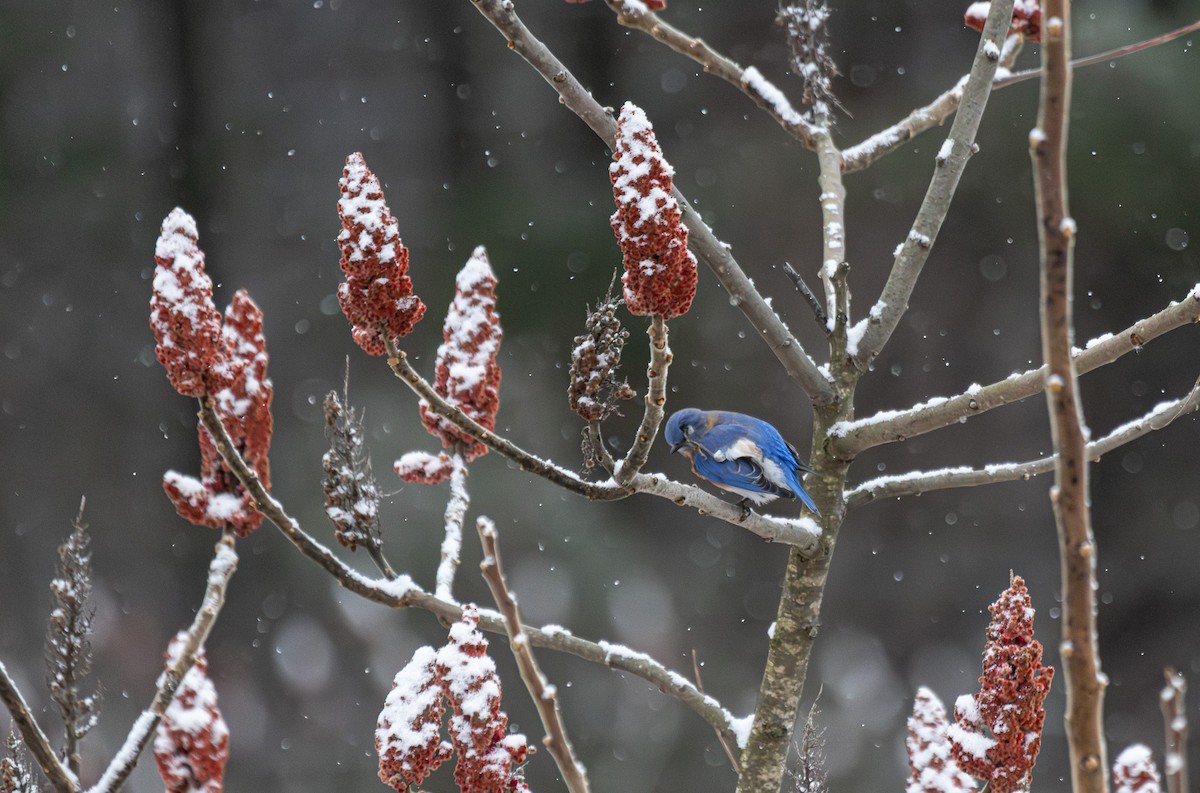 Eastern Bluebird - ML646934658