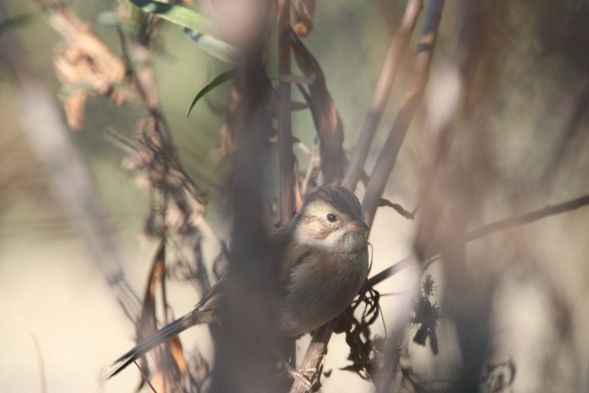 Clay-colored Sparrow - ML646934659