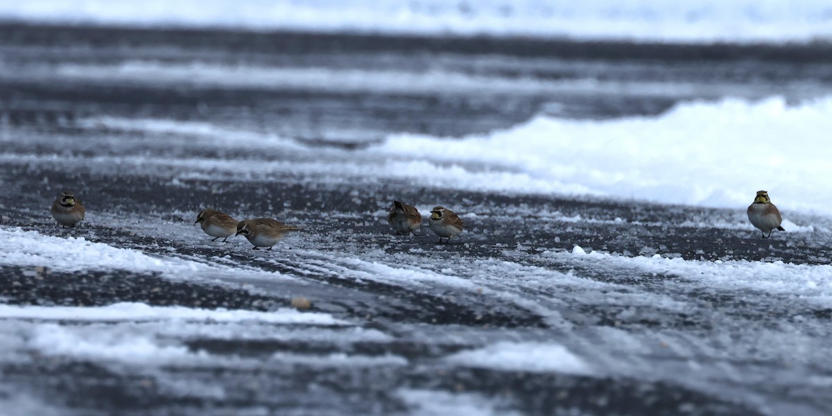 Horned Lark - ML646934660