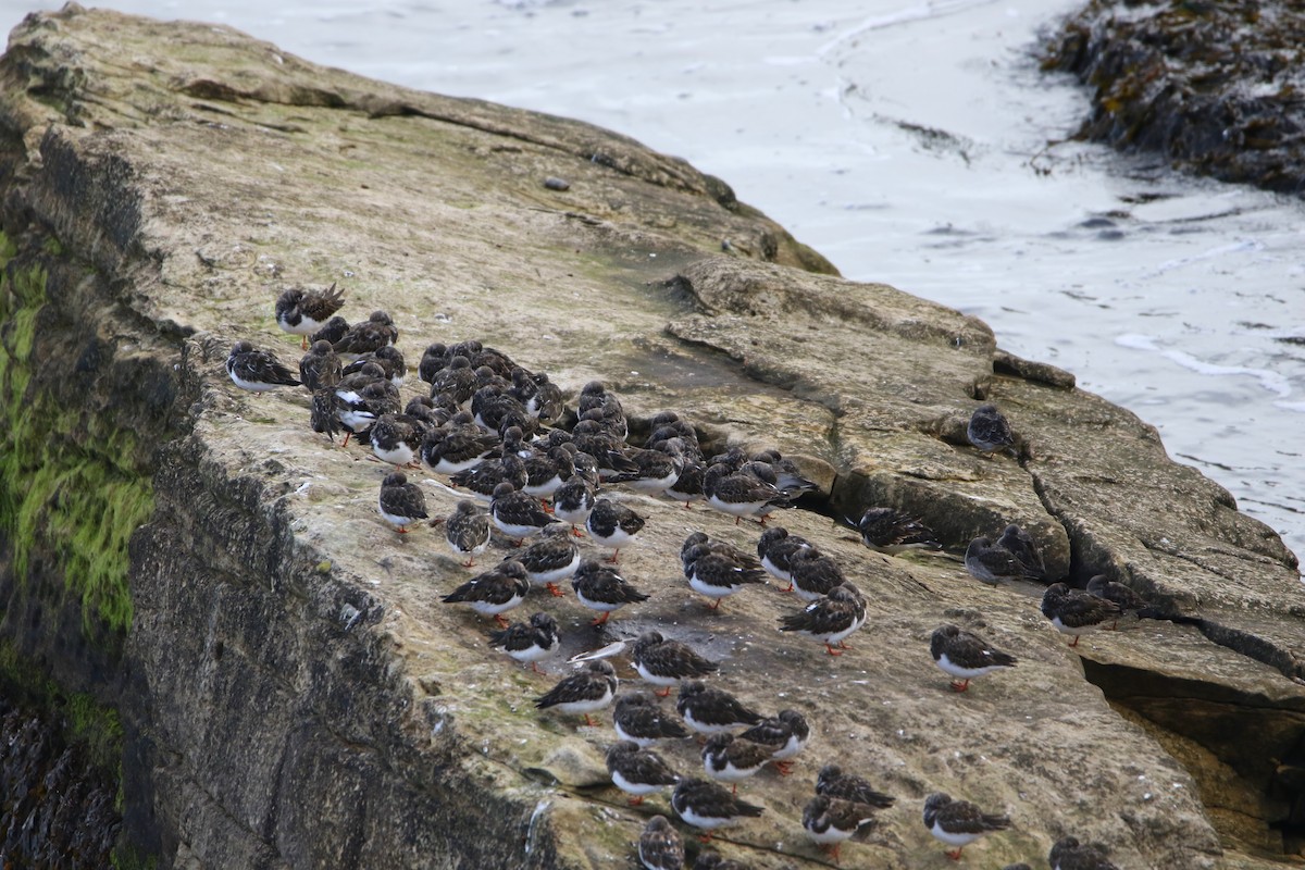 Ruddy Turnstone - ML646934662