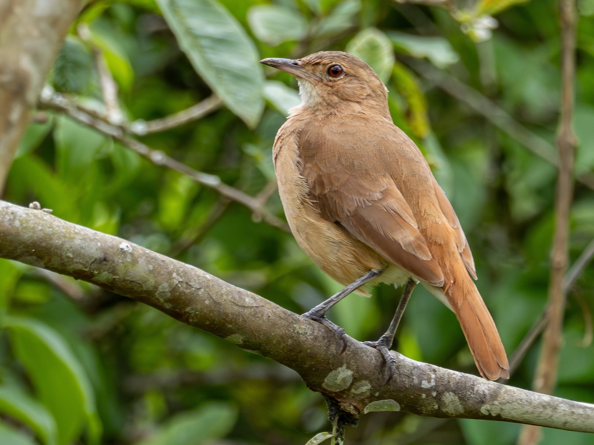 Rufous Hornero - ML646934664