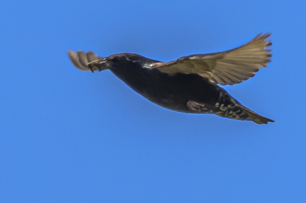 European Starling - ML646934665