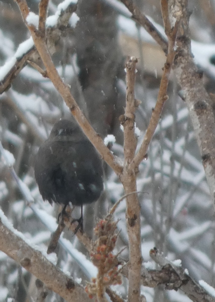 Rusty Blackbird - ML646934666